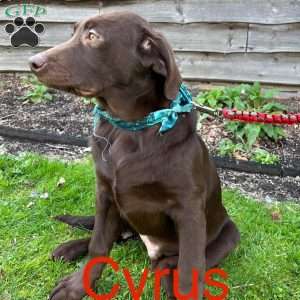 Cyrus, Chocolate Labrador Retriever Puppy